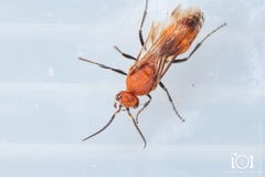 Timulla ornatipennis