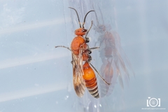 Timulla ornatipennis