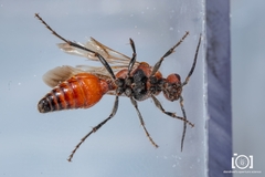 Timulla ornatipennis