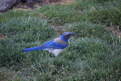 Aphelocoma californica