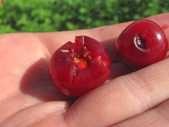 Rhagoletis cerasi
