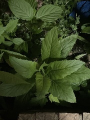 Iodanthus pinnatifidus