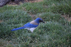 Aphelocoma californica