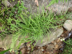 Pteris multifida