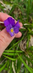 Viola eugeniae