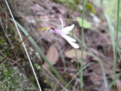 Pinguicula parvifolia