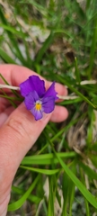 Viola eugeniae