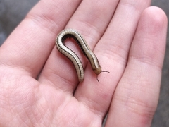 Pachyiulus krivolutskyi