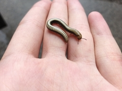 Pachyiulus krivolutskyi