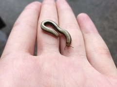 Pachyiulus krivolutskyi