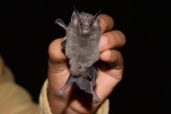 Carollia subrufa