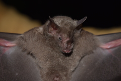 Carollia subrufa