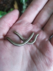 Pachyiulus krivolutskyi