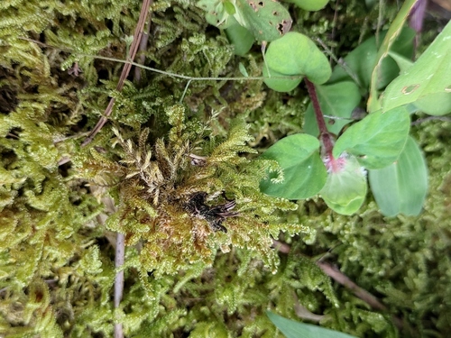 brocade moss