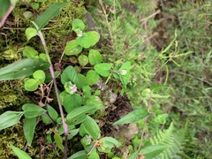 Lysimachia congestiflora
