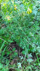 Chamaecytisus supinus