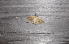 Chariaspilates formosaria