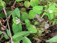 Lysimachia congestiflora