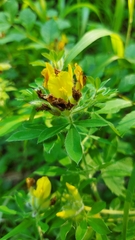 Chamaecytisus supinus