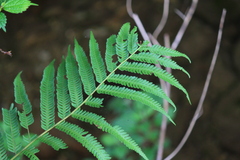 Pseudocyclosorus subochthodes