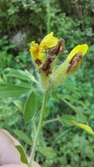 Chamaecytisus supinus