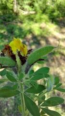 Chamaecytisus supinus
