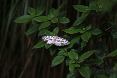 Percnia