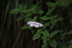 Percnia