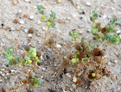 Atriplex holocarpa