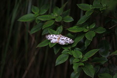 Percnia