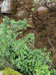 Pseudocyclosorus subochthodes