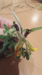 Chamaecytisus supinus