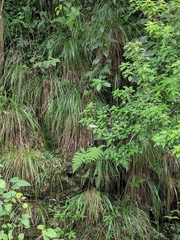 Percnia