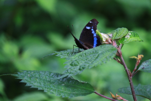 Blue Admiral
