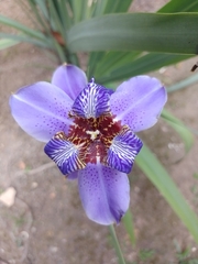 Trimezia coerulea