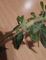 Chamaecytisus supinus