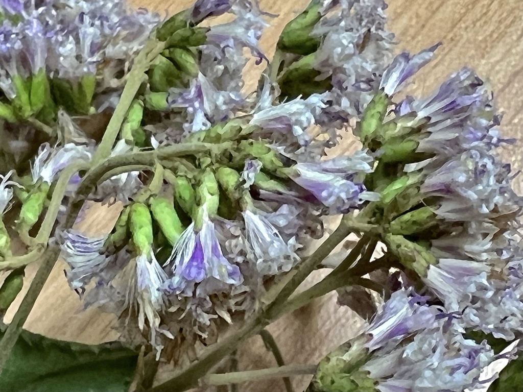 Blue Bittertea