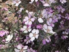 Leptospermum sericeum