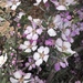 Leptospermum sericeum - Photo 由 Dr Manfred Jusaitis 所上傳的 (c) Dr Manfred Jusaitis，保留部份權利CC BY-NC