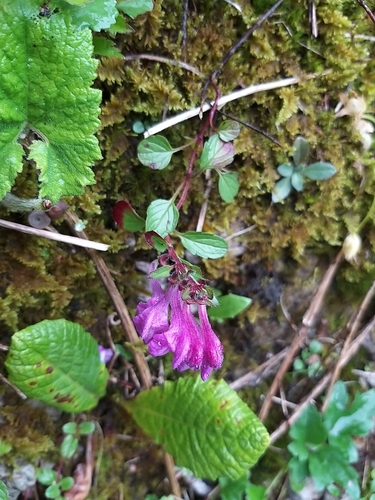 Scutellaria pontica