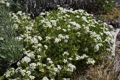 Leptosiphon nuttallii pubescens