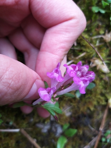 Scutellaria pontica, photograph 2