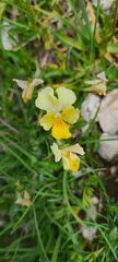 Viola eugeniae