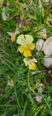 Viola eugeniae