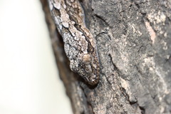 Hemidactylus leschenaultii