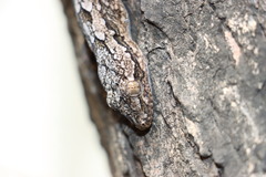 Hemidactylus leschenaultii