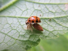 Dinocampus coccinellae paralysis virus