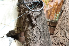 Hemidactylus leschenaultii