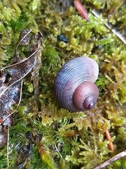 Pomatias rivularis
