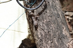 Hemidactylus leschenaultii